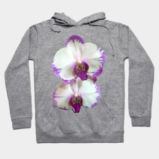 White Phalaenopsis Orchids With Purple Edges Hoodie